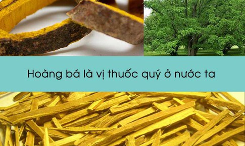 Bài thuốc trị chứng thận khí hư