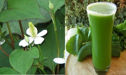 Rau dấp cá làm thuốc