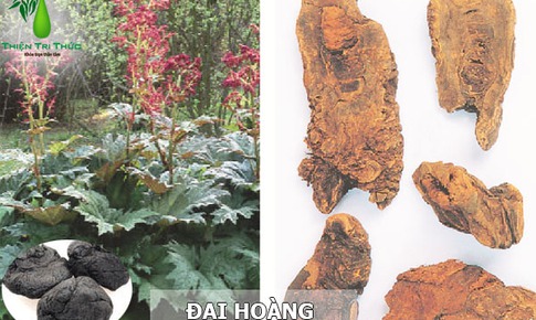 Bài thuốc chữa bệnh hoàng đản