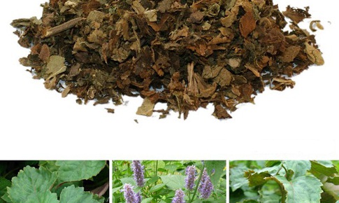 Bài thuốc trị chứng thấp ôn