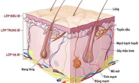 Mọc l&#244;ng nhiều ở v&#249;ng k&#237;n l&#224; bệnh g&#236;?