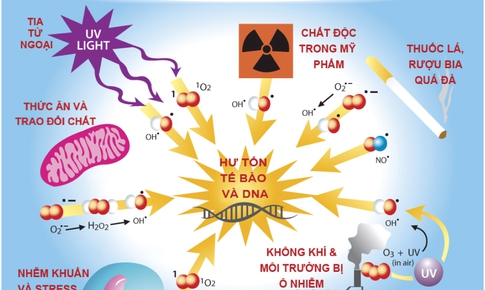 Bổ sung chất chống oxy h&#243;a  thế n&#224;o cho an to&#224;n?