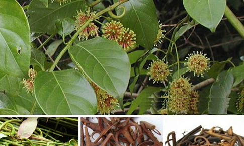 Thuốc Nam hạ huyết áp, tiêu viêm