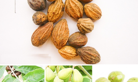 Quả chiêu liêu hồng trị bệnh đường hô hấp