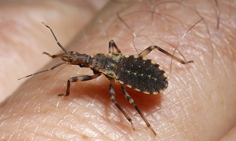 Chagas disease, căn bệnh do bọ xít hút máu có từ thời cổ đại
