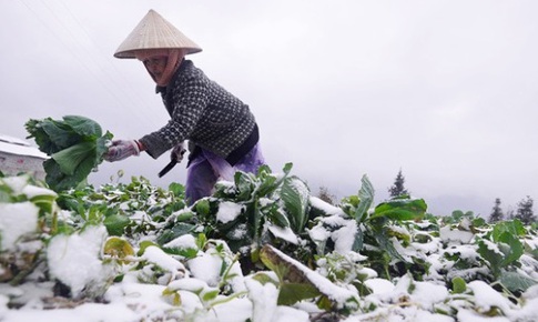 Cảnh b&#225;o r&#233;t đậm, r&#233;t hại k&#233;o d&#224;i 3 ng&#224;y nữa, c&#243; nơi 9 độ C