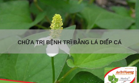 B&#224;i thuốc điều trị bệnh trĩ từ rau diếp c&#225;