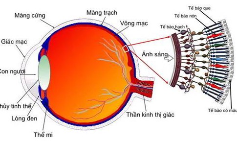 Tim mạch - Nội tiết - M&#225;u - Những bệnh l&#253; li&#234;n quan đến mắt kh&#244;ng thể chủ quan