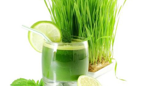 Tinh chất mầm lúa mì Reginase - Đột phá mới trong đẩy lùi trĩ