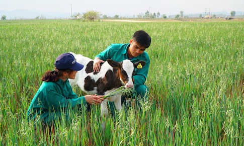 Vinamilk khởi c&#244;ng x&#226;y dựng tổ hợp “ resort&quot; b&#242; sữa organic quy m&#244; 5.000ha