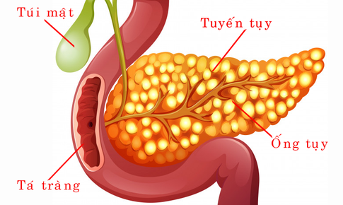 Hỗ trợ dự ph&#242;ng tiểu đường với phương ph&#225;p từ Nhật Bản