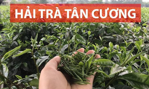 Hải Tr&#224; T&#226;n Cương- Tr&#224; Th&#225;i Nguy&#234;n được trồng phương ph&#225;p hữu cơ