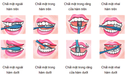 Vai tr&#242; của m&#224;ng sinh học trong c&#225;c bệnh nhiễm khuẩn răng miệng