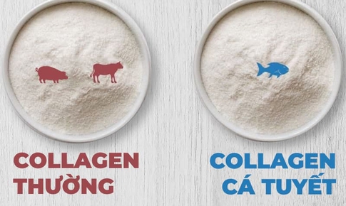 Tại sao n&#234;n d&#249;ng collagen từ da c&#225; v&#224; sự kh&#225;c biệt với collagen th&#244;ng thường