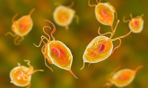 Th&#234;m liệu ph&#225;p điều trị bệnh Trichomoniasis l&#226;y truyền qua đường t&#236;nh dục