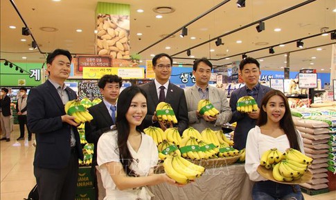 Lotte Mart Hàn Quốc sẽ nhập khoảng 1.600 tấn chuối Việt Nam mỗi năm để phân phối qua siêu thị