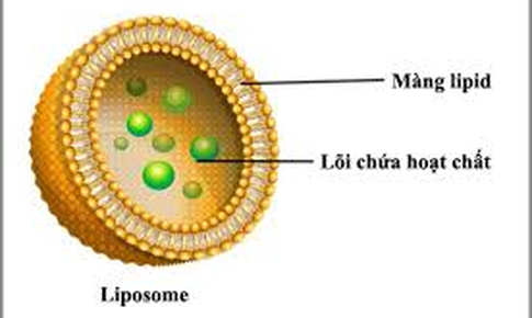 &#218;ng dụng liposom trong c&#244;ng nghệ b&#224;o chế thuốc hiện đại