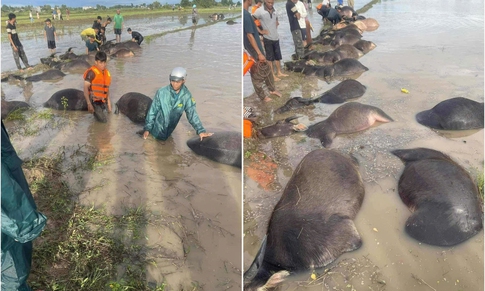X&#243;t xa h&#224;ng chục con tr&#226;u bị ngạt nước do b&#227;o số 13