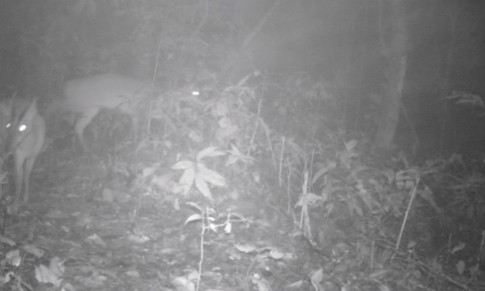 Ph&#225;t hiện lo&#224;i động vật &#39;tuyệt chủng&#39; v&#224; kho t&#224;ng 12 lo&#224;i thực vật mới