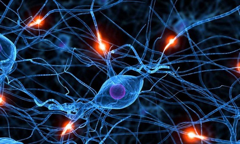 U sợi thần kinh do đ&#226;u?
