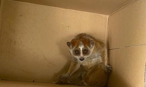 Người dân giao nộp cá thể cu li quý hiếm