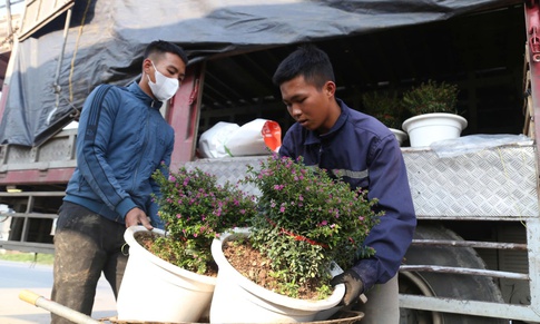 Hoa, cây cảnh tấp nập ven quốc lộ Nghệ An chờ người mua