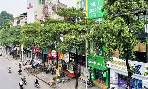 Tại sao Hà Nội trồng nhiều cây hoa sữa?