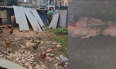 Hà Nội: Người dân xã Phù Đổng khổ vì mùi hôi từ chuồng lợn sát khu dân cư