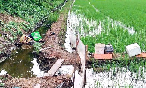 Dùng điện tự chế diệt chuột ruộng lúa, người chết, kẻ đi tù