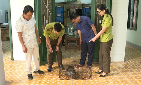 Cá thể khỉ quý hiếm 'đột nhập' nhà dân phá hoại đồ đạc