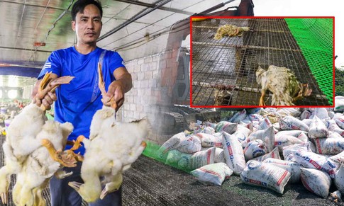 Chủ trang trại bất lực nhìn 60.000 con gia cầm chết la liệt do nước lũ