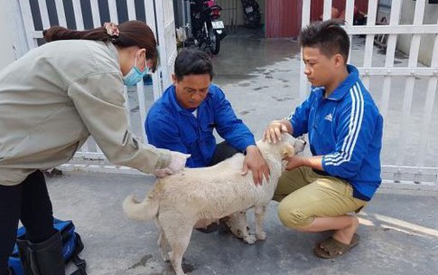 Nhiều người tử vong v&#236; bệnh dại trong 2 th&#225;ng đầu năm, Thủ tướng chỉ đạo khẩn