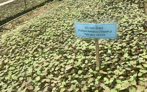 Hoàn thiện thể chế, phát huy thế mạnh y học cổ truyền Việt Nam