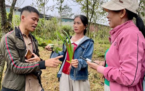 Nâng cao giá trị dược liệu Việt: Sinh kế bền vững cho bà con đồng bào dân tộc thiểu số và miền núi