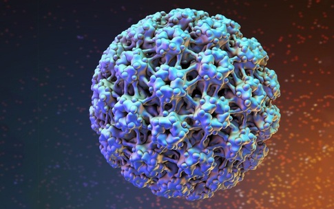 Nam giới c&#243; thể bị nhiễm virus HPV kh&#244;ng?