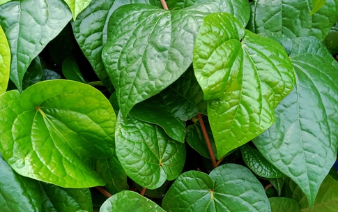 C&#225;ch d&#249;ng l&#225; trầu kh&#244;ng tốt cho sức khỏe