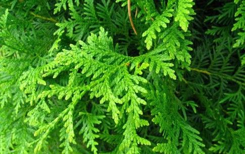 7 b&#224;i thuốc ngăn ngừa rụng t&#243;c từ l&#225; trắc b&#225;ch diệp