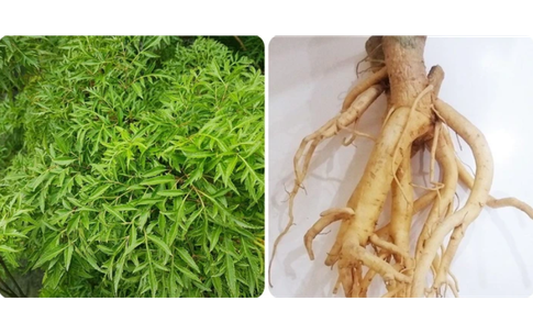 L&#225; v&#224; rễ đinh lăng c&#243; t&#225;c dụng g&#236;?