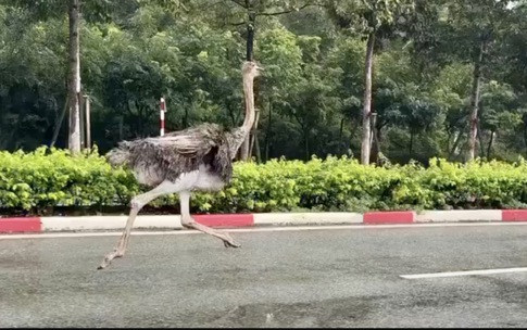 Đ&#224; điểu cao gần 3m chạy r&#244;ng giữa khu c&#244;ng nghiệp, g&#226;y n&#225;o loạn người đi đường