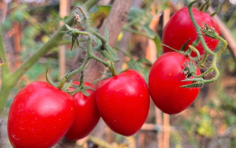 Loại quả trước chỉ v&#224;i ngh&#236;n đồng/kg, nay gi&#225; đắt đỏ ngang thịt khiến người mua h&#224;ng “cho&#225;ng v&#225;ng”