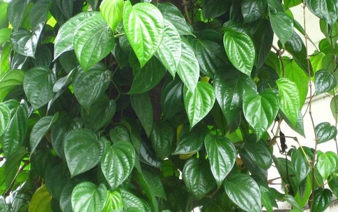 8 tiềm năng chữa bệnh của l&#225; trầu kh&#244;ng