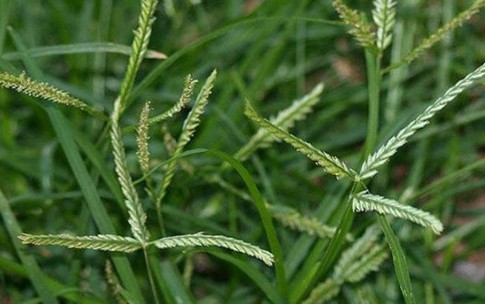 5 bài thuốc chữa bệnh quý từ loài cỏ dại ven đường