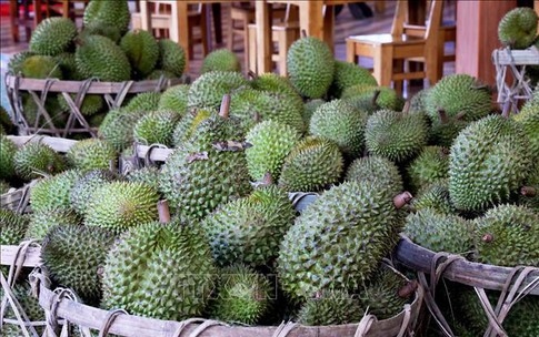 Giá nhiều loại nông sản chủ lực tại Đồng Tháp tăng trở lại