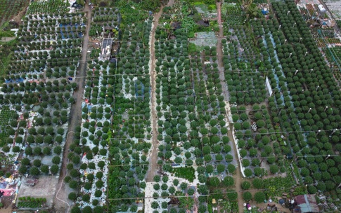 Cận Tết ở làng trồng hoa nổi tiếng bên bờ sông Hiếu