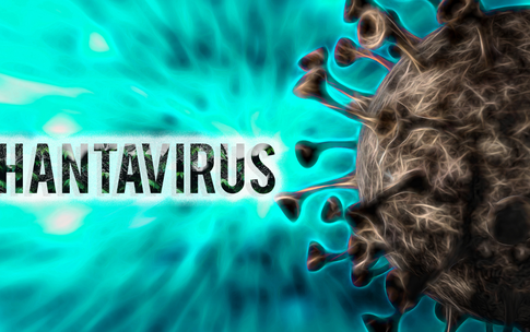 Bộ Y tế lên tiếng về virus Hanta sau chùm ca tử vong trên tàu du lịch nước ngoài