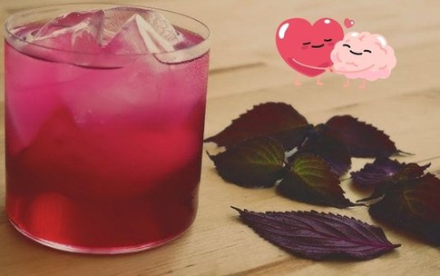Uống nước lá tía tô có giảm mỡ máu không?