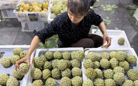 Loại na đặc sản mọc trên núi đá có gì đặc biệt mà được nhiều người tiêu dùng tìm mua đến vậy?