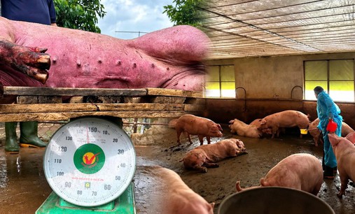Chất tạo nạc Salbutamol trong thịt heo: Nấu chín có hết độc?