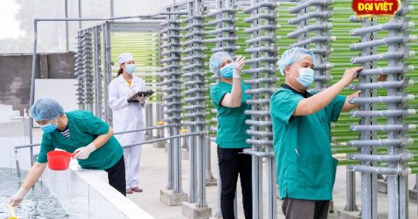 Bất ngờ với mô hình nuôi tảo xoắn Việt Nam công nghệ mới