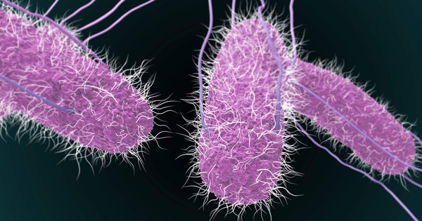 Thực phẩm nào có thể nhiễm khuẩn Salmonella?